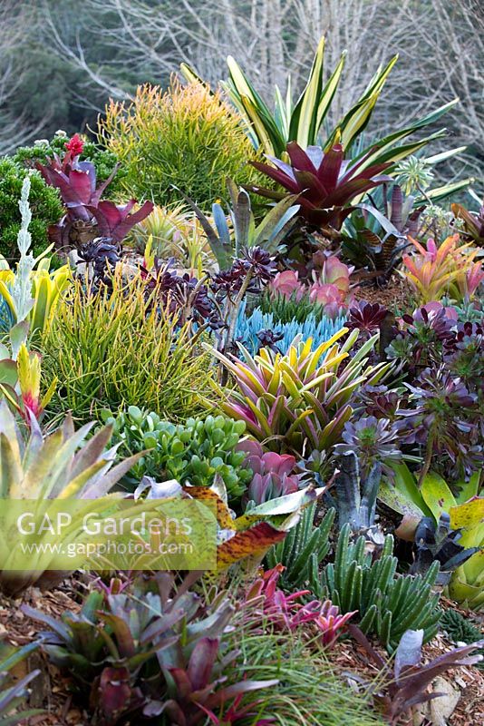 Vue d'un jardin montrant une collection de broméliacées colorées et panachées, de plantes succulentes, de cactus et d'euphorbes