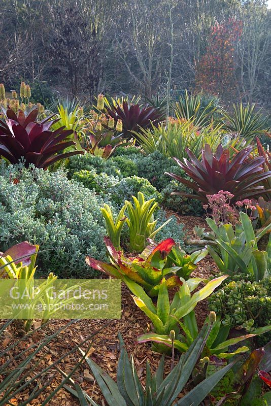Détail d'un parterre de jardin bordé de grès avec un chemin paillé d'écorce venteuse avec une plantation mixte colorée de plantes succulentes avec des feuilles rouges et marrons d'Alcantarea imperialis rubra.