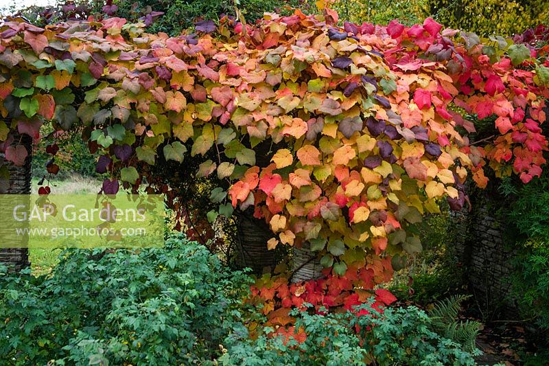 Vigne de raisin en couleur d'automne poussant sur pergola.Hestercombe Gardens, Somerset