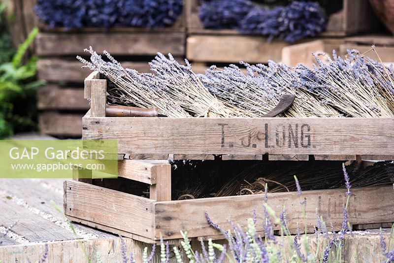 Paniers de rangement en bois avec des fleurs de lavande coupées et séchées. The Lavender Garden, concepteurs: Paula Napper, Sara Warren, Donna King. Commanditaire: Shropshire Lavender