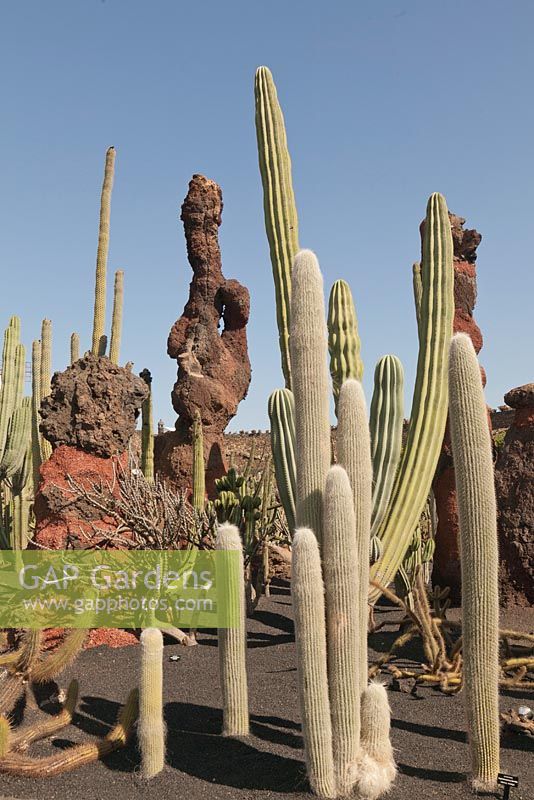 Cephalocereus senilis et Pachycereus pringlei avec caractéristique des roches de lave - Bunny Cactus, Giant Cardon Cactus - El Jardin de Cactus, Lanzarote, Îles Canaries
