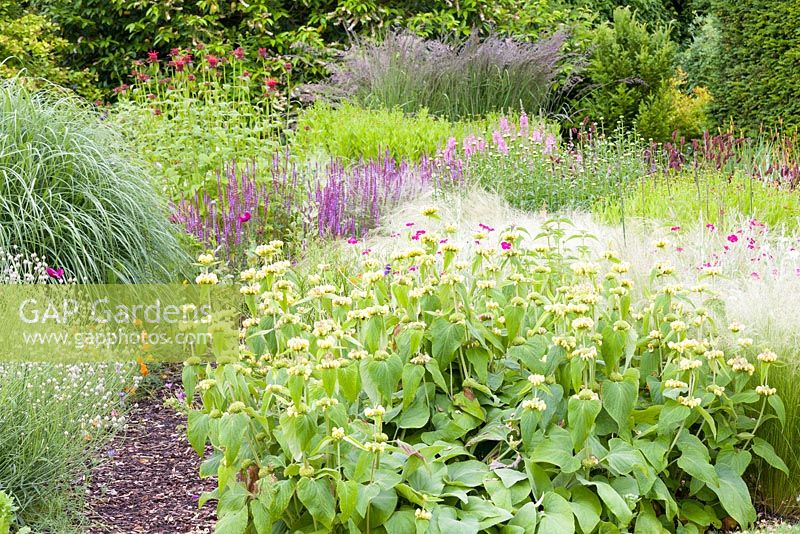 Une section d'un parterre de fleurs herbacées à Bluebell Cottage Gardens, Cheshire. Les plantes comprennent Stipa, Phlomis russeliana, pavot de Californie, Lychnis coronaria, Monarda, Sidalcea et Salvia nemorosa