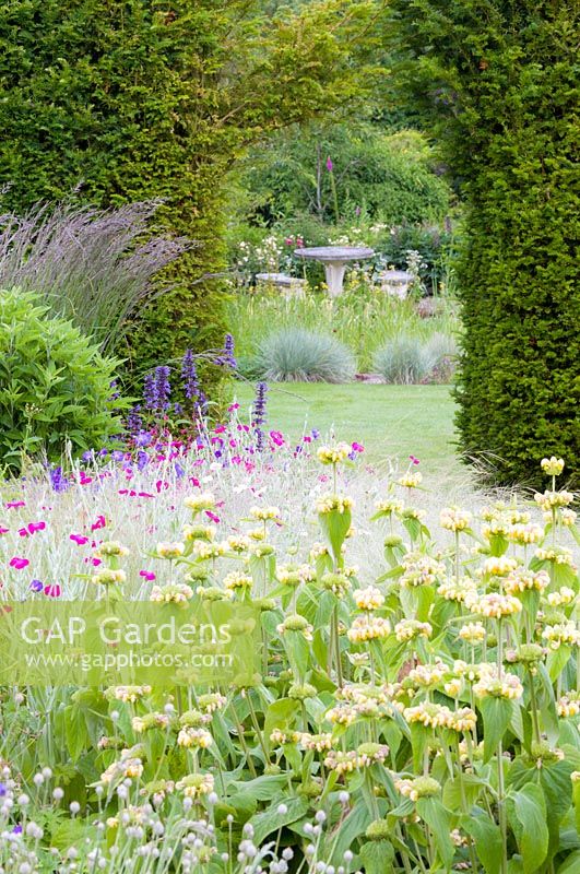 Une arche à travers une haie d'ifs à Bluebell Cottage Gardens, Cheshire. Le parterre de fleurs herbacées au premier plan présente des plantes comme: Phlomis russeliana, Lychnis coronaria, Agastache et Stipa