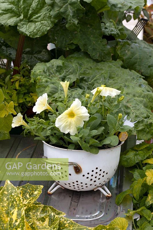 Jardinière Collander dans le jardin recyclé et réutilisé BBC Gardeners World Live 2015