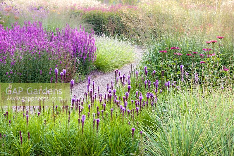 Les herbes se mêlent à Liatris et Lythrums dans le labyrinthe floral de Trentham Gardens, Staffordshire, conçu par Piet Oudolf. Photographié juste après l'aube en été