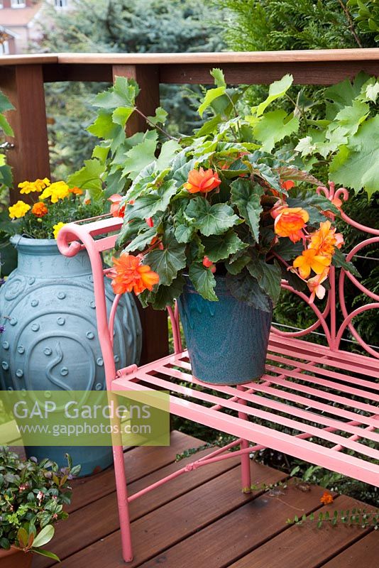 Pot décoratif avec bégonia sur banc en métal. Jardin en terrasse de Pattie Barron