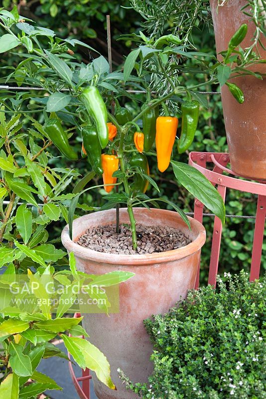 Poivrons et herbes poussant dans un pot en terre cuite sur un support de plante en métal. Jardin patio. Propriétaire: Pattie Barron, jardinière