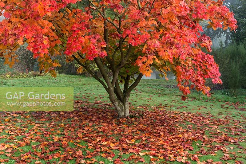 Acer palmatum var heptalobum, érable, a des feuilles palmées de jusqu'à 9 folioles, devenant rouges et orange en automne.