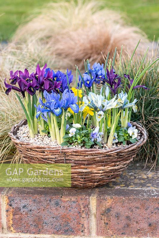 Reticulata iris planté d'alto en panier, fleurissant en hiver. De l'avant à gauche dans le sens des aiguilles d'une montre: bleu 'Lady Beatrix Stanley', prune 'George', bleu gentiane 'Harmony', bleu indigo 'Palm Springs', violet 'Pauline', bleu clair et jaune 'Katharine Hodgkin. Au milieu, Iris jaune danfordiae.