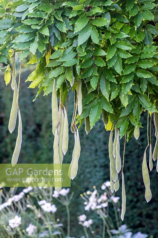 Wisteria sinensis développe de longues gousses vertes, ressemblant à des gousses au début de l'automne. Une fois séchées, celles-ci peuvent exploser, dispersant les graines très loin.