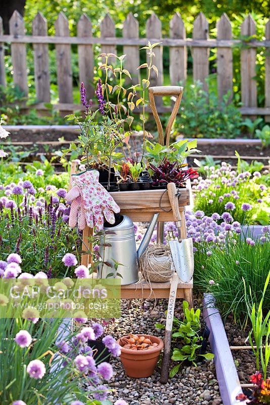 Plateau de plants de légumes et d'herbes sur une chaise au printemps. Tomates, bettes à carde, chou-rave, betteraves, échalotes, sauge.