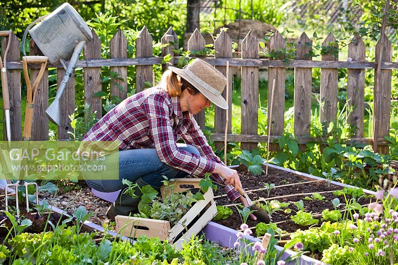 Femme plantant des plants de chou-rave dans un parterre de fleurs.