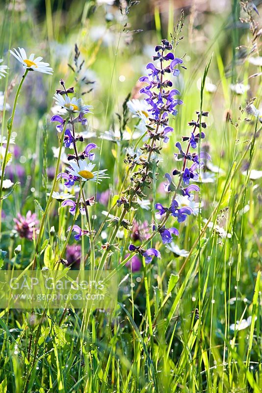 Prairie de fleurs sauvages en mai: Salvia pratensis - Clary prairie et Leucanthemum vulgare - marguerite blanche