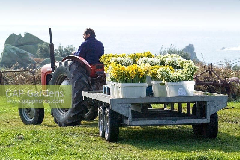 Couper des narcisses parfumés chargés à l'arrière d'un tracteur sur St. Agnes, Isles of Scilly