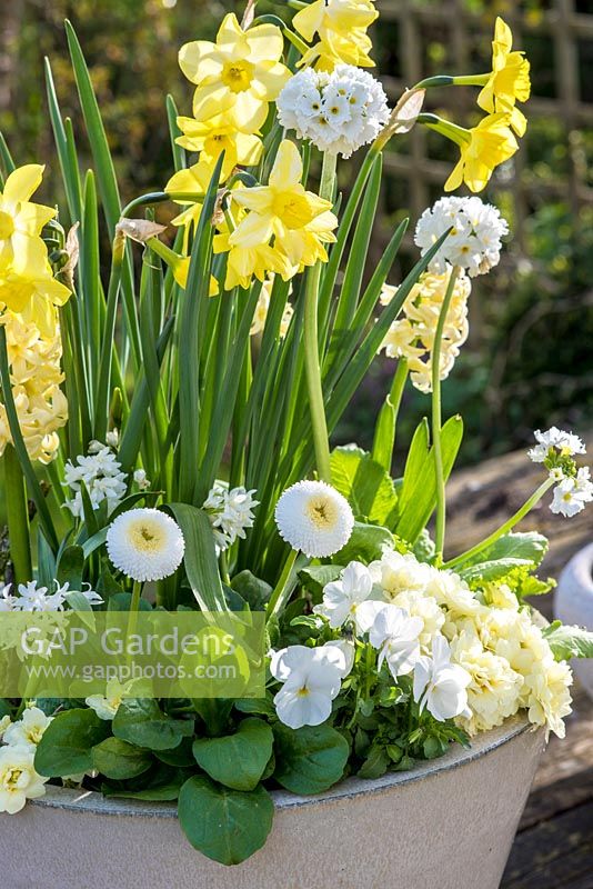 Pot de printemps jaune et blanc avec Narcisse 'Pipit', Primula dentata 'Alba', Jacinthe 'Woodstock', bellis perennis et altos