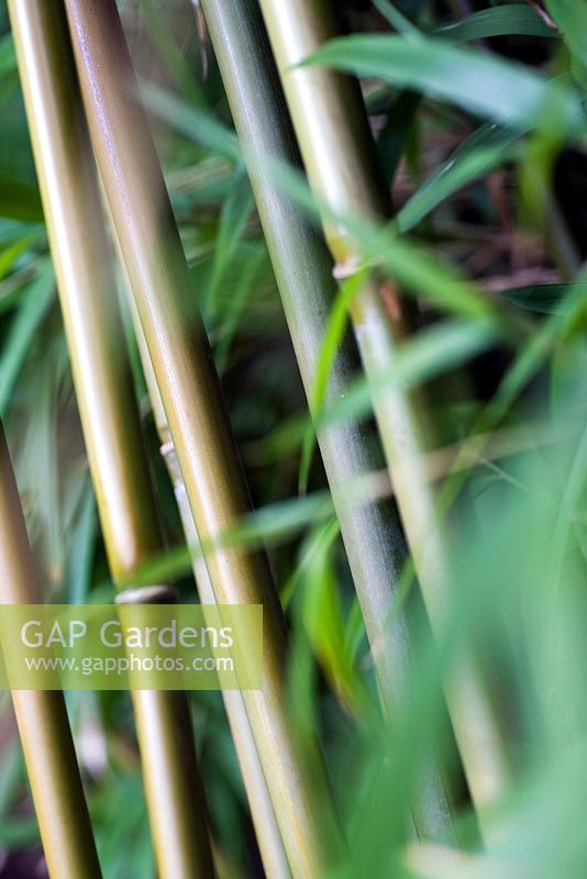 Yushania anceps, bambou fin d'été, RHS Wisley.