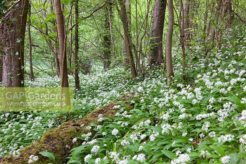Dérives de l'ail sauvage poussant dans une forêt dans le Gloucestershire. Ramsons. Allium ursinum