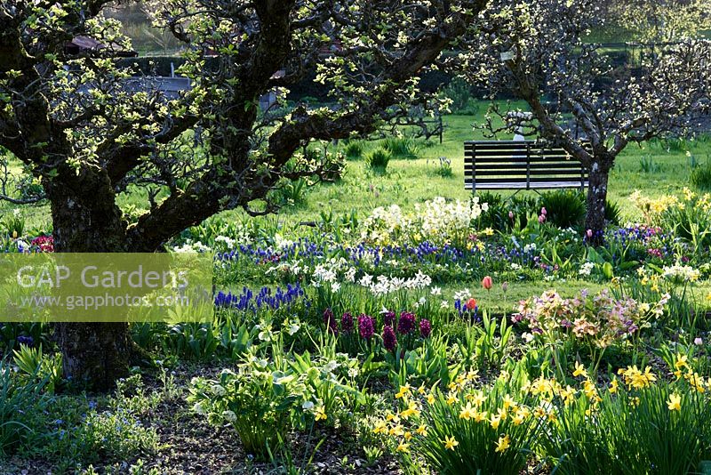 Potager avec de vieux pommiers noueux et des masses de bulbes de printemps, y compris muscari, jonquilles et tulipes à Hergest Croft Gardens, Kington, Herefordshire