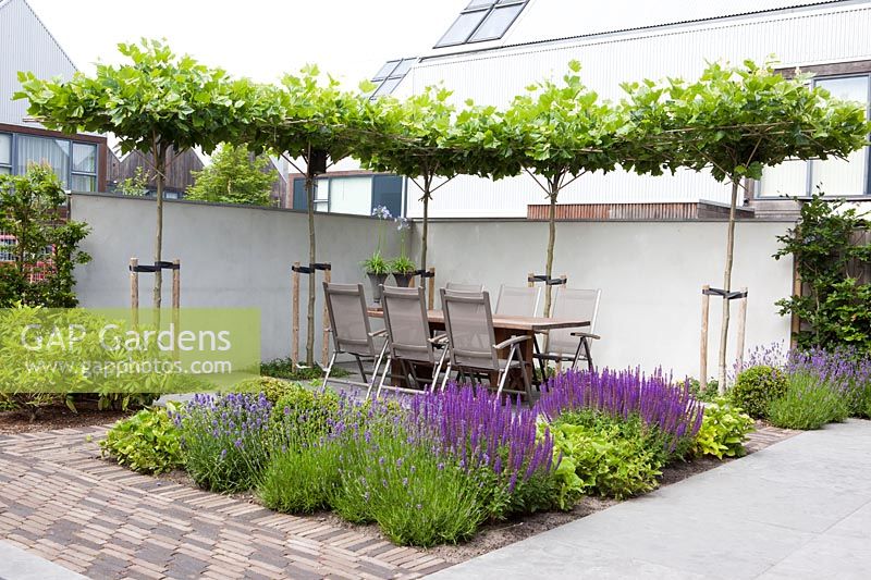 Terrasse de jardin avec auvent de Platanus et parterre de fleurs avec Salvia nemorosa