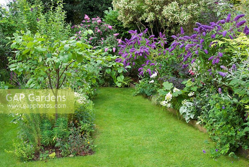 Vue sur le jardin avec des buddleias roses et violets et un coing