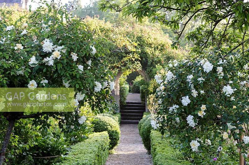 Rosa 'Felicite Perpetue '. Hanham Court Gardens, Bristol. Jardin au début de l'été avec parterre et roses blanches