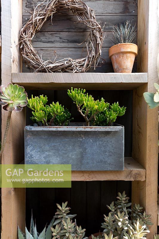Un ensemble d'étagères en bois attaché à un écran en bois avec une collection de plantes succulentes en pot et une couronne rustique. Une vieille boîte galvanisée réutilisée plantée de Crassula ovata 'Gollum '.