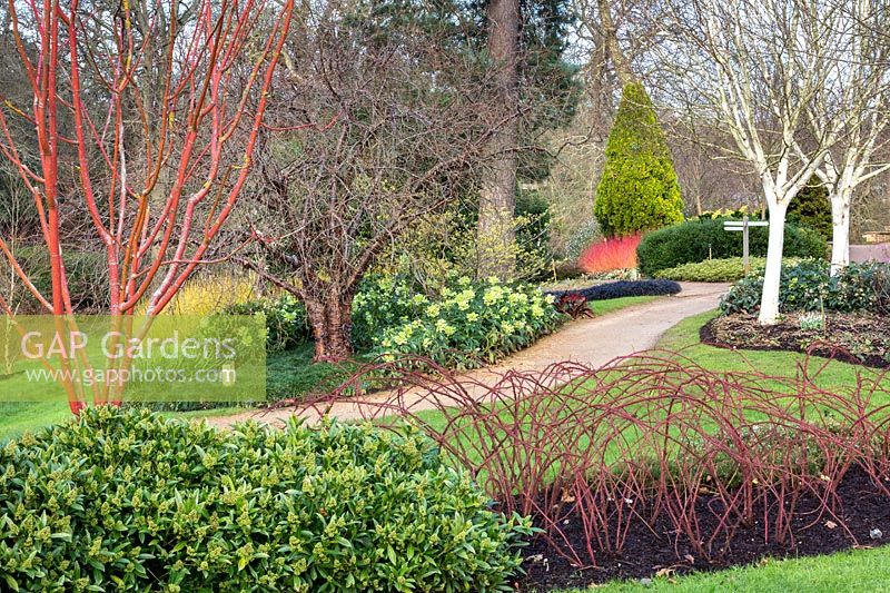 Vue d'hiver colorée au Savill Garden, Surrey.