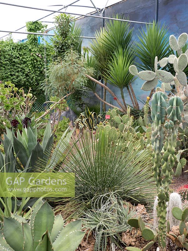 Collection de cactus et succulentes avec Echinocactus, Agave, Yucca, Opuntia et Pachycereus pringlei