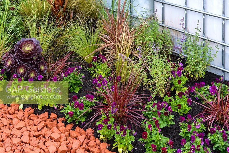 Plantation mixte avec Aeonium 'Zwartkop', herbes et pensées - RHS Garden for a Changing Climate - RHS Chatsworth Flower Show 2017. Designer: Andy Clayden, Dr Ross Cameron