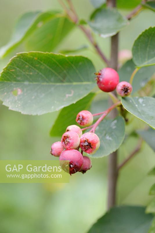 Amelanchier alnifolia, Juneberry ou Saskatoon 'Smoky' baies, Pays de Galles, Royaume-Uni