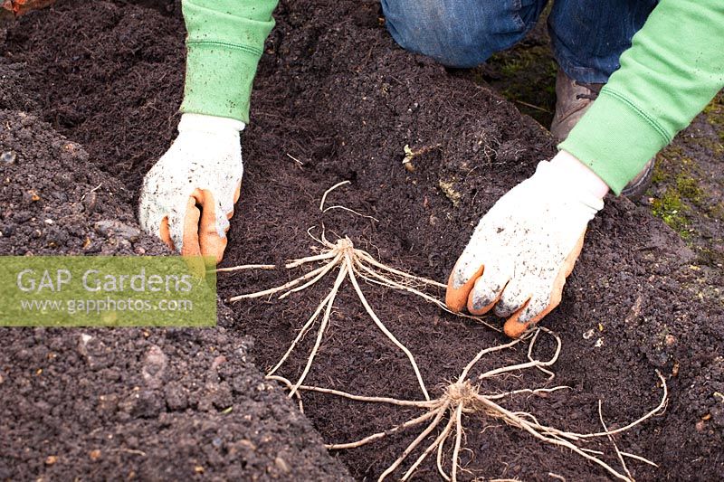 Planter un parterre d'asperges. Pose des couronnes sur les monticules et étalement