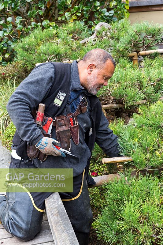 Un jardinier expérimenté travaille à remplacer le cadre en bambou et à élaguer le pin noir japonais - Pinus Thunbergiana, qui est le plus vieil arbre du jardin. Jardin de thé japonais au Golden Gate Park, San Francisco, Californie.