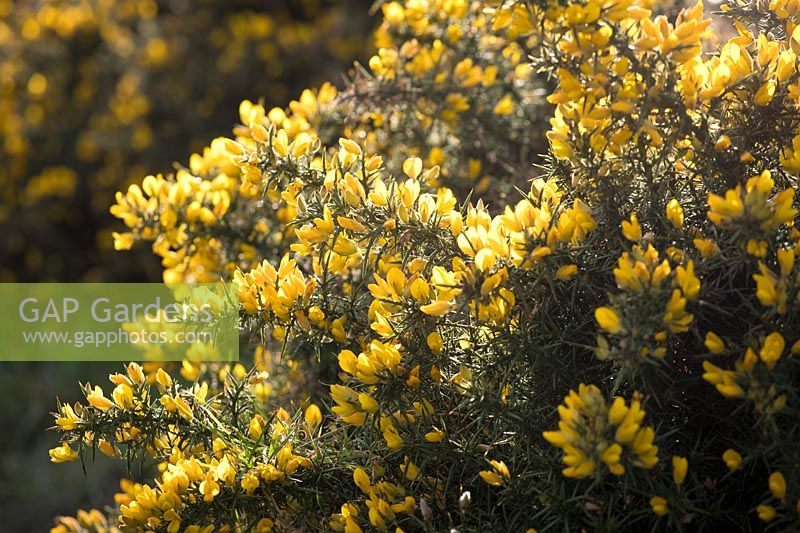 Ulex europaeus - ajonc commun poussant sur les falaises de Cornwall.
