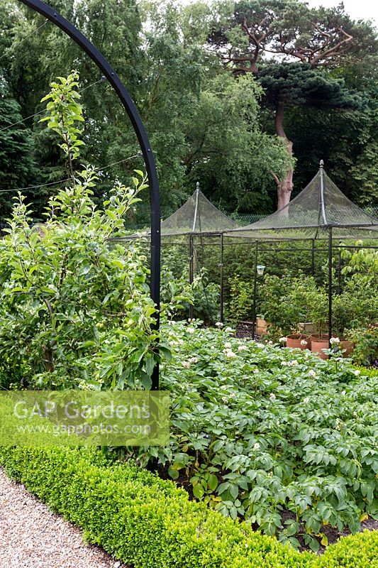Bordure végétale bordée de Buxus sempervirens, contenant diverses variétés de pommes de terre, avec des pergolas métalliques contemporaines dans un jardin conçu par Tom Hoblyn à Heatherbrae