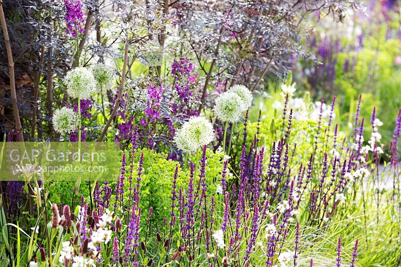 Le RHS Greening Grey Britain Garden - Parterre de fleurs mélangé planté d'Alliums 'Mount Everest' et de Salvia nemorosa 'Caradonna' - RHS Chelsea Flower Show 2017
