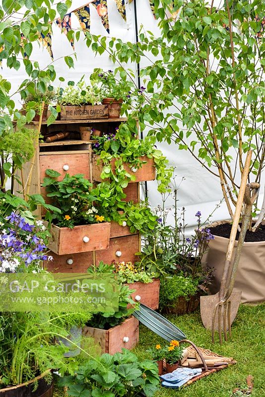Présentoir décoratif avec des pots dans des tiroirs avec une petite Betula - RHS Malvern Spring Festival 2017