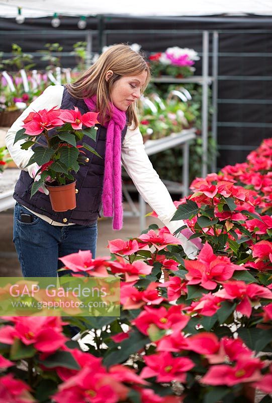 Acheter des plantes d'intérieur d'hiver dans une jardinerie - Poinsettia
