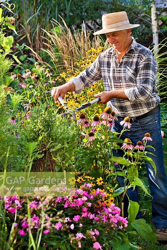 Homme travaillant dans un parterre de graminées et de plantes vivaces en été.