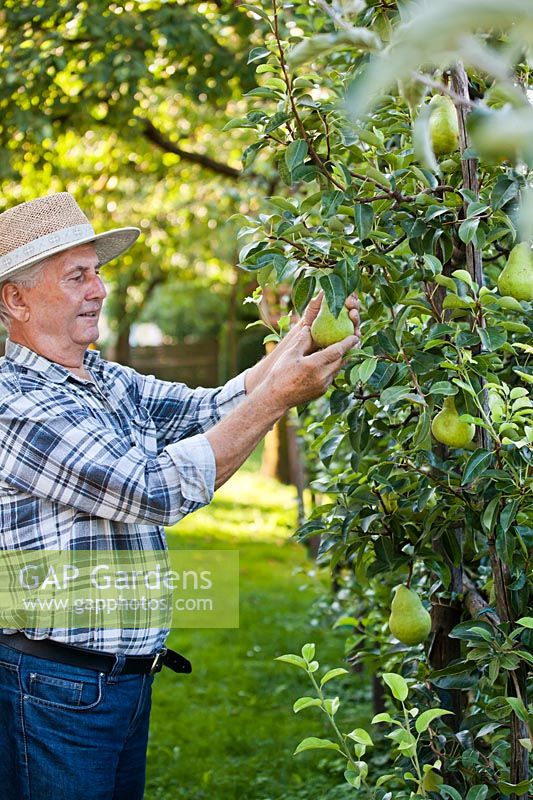 Homme cueillant des poires Pyrus 'Williams pear' à l'automne.