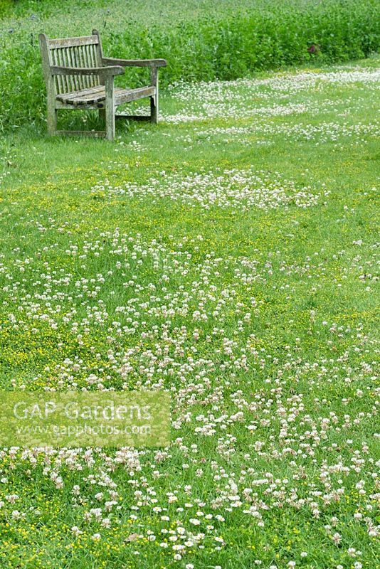 Trifolium repens - trèfle blanc dans l'herbe rugueuse, juin