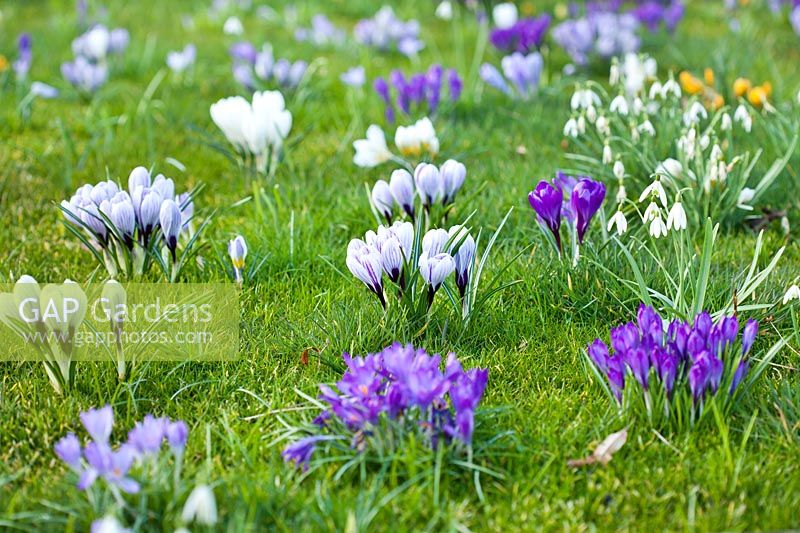 Fleurs du début du printemps - Galanthus nivalis, Crocus 'Pickwick' et Crocus vernus 'Grand Maitre', mars