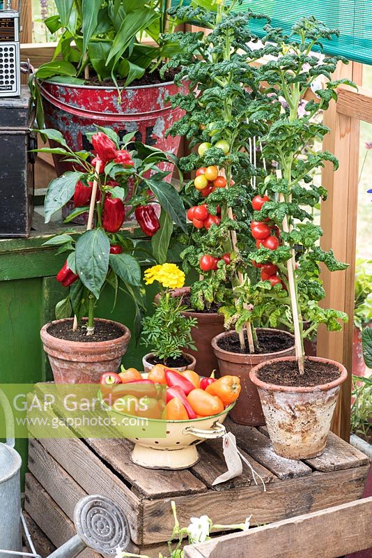 Tomates et poivrons en plein essor dans une serre Gabriel Ash.