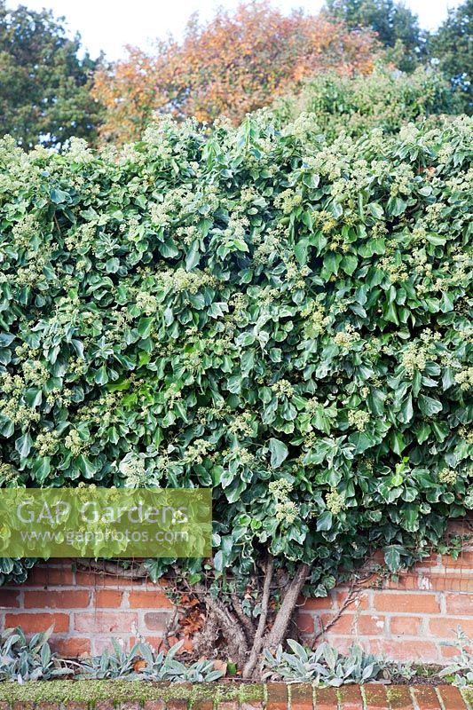 Floraison Hedera helix, Common Tree Ivy, English Ivy, poussant contre un mur de briques.