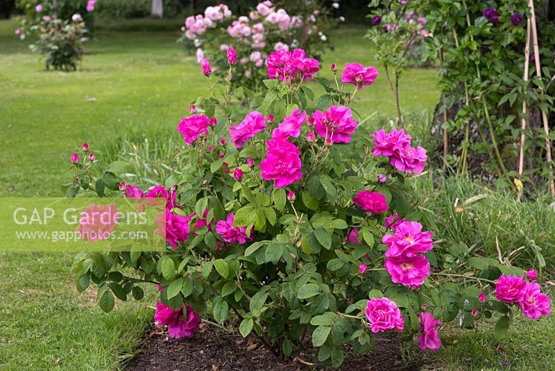 Rosa gallica var. officinalis, la rose de l'apothicaire, est une très vieille rose Gallica portant de nombreuses fleurs semi-doubles parfumées, pourpre en été.