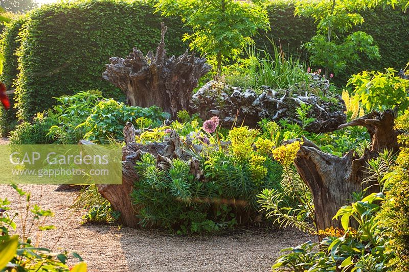 Jardin de gravier mixte avec Euphorbia, Alliums et souches d'arbres au Stumpery, Arundel Castle Gardens, West Sussex