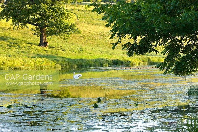 Lac avec cygne, Brockhampton, Herefordshire.