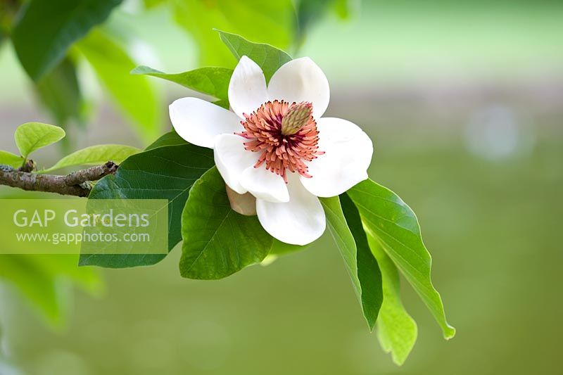 Magnolia watsonii - Magnolia x wieseneri se bouchent