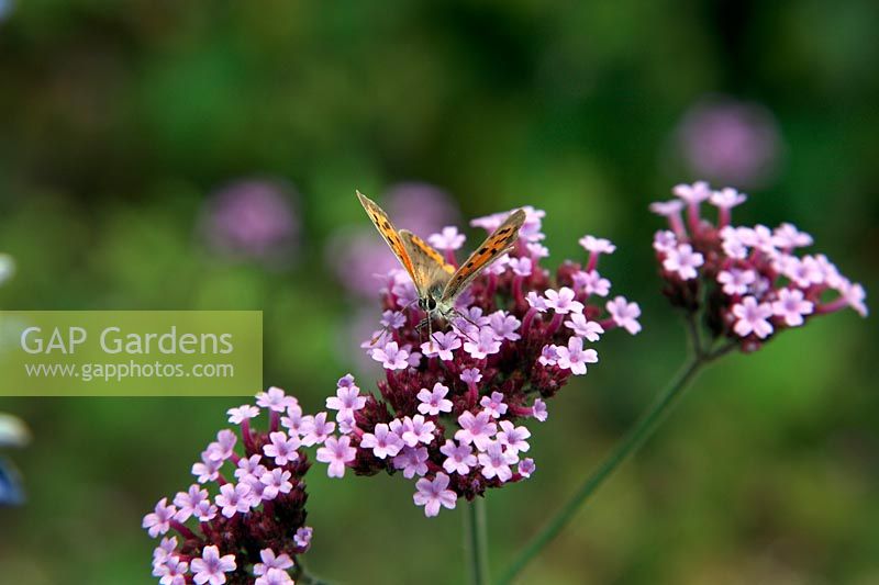 Petit papillon cuivré - Lycaena phlaeas se nourrissant de Verbena bonariensis