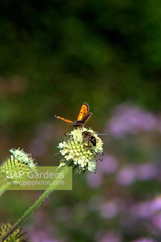 Petit papillon en cuivre - Lycaena phlaeas se nourrissant de Dipsacus inermis