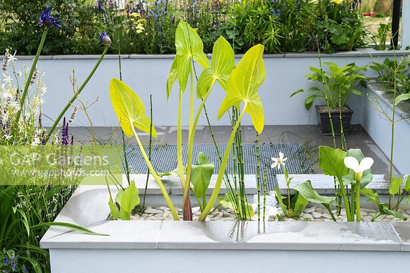 The Urban Rain Garden au RHS Hampton Court Flower Show 2017. Designer: Rhiannon Williams. Sponsors: Landform Consultants, Squires Garden Centres,